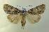  ( - AOC Lep 00737)  @11 [ ] Copyright (2014) Bavarian State Collection of Zoology (ZSM) Universidad de Murcia