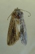  ( - AOC Lep 00741)  @13 [ ] Copyright (2014) Bavarian State Collection of Zoology (ZSM) Universidad de Murcia