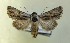  (Calophasia almoravida - AOC Lep 00742)  @14 [ ] Copyright (2014) Bavarian State Collection of Zoology (ZSM) Universidad de Murcia