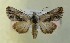  ( - AOC Lep 00743)  @15 [ ] Copyright (2014) Bavarian State Collection of Zoology (ZSM) Universidad de Murcia