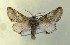  ( - AOC Lep 00751)  @13 [ ] Copyright (2014) Bavarian State Collection of Zoology (ZSM) Universidad de Murcia