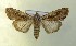  ( - AOC Lep 00753)  @14 [ ] Copyright (2014) Bavarian State Collection of Zoology (ZSM) Universidad de Murcia