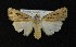  ( - AOC Lep 00755)  @11 [ ] Copyright (2014) Bavarian State Collection of Zoology (ZSM) Universidad de Murcia