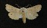  ( - AOC Lep 00756)  @13 [ ] Copyright (2014) Bavarian State Collection of Zoology (ZSM) Universidad de Murcia