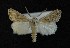  ( - AOC Lep 00757)  @11 [ ] Copyright (2014) Bavarian State Collection of Zoology (ZSM) Universidad de Murcia