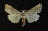  ( - AOC Lep 00758)  @11 [ ] Copyright (2014) Bavarian State Collection of Zoology (ZSM) Universidad de Murcia