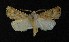  ( - AOC Lep 00759)  @14 [ ] Copyright (2014) Bavarian State Collection of Zoology (ZSM) Universidad de Murcia