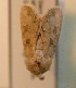  ( - AOC Lep 00781)  @12 [ ] Copyright (2014) Bavarian State Collection of Zoology (ZSM) Universidad de Murcia