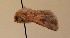  ( - AOC Lep 00782)  @11 [ ] Copyright (2014) Bavarian State Collection of Zoology (ZSM) Universidad de Murcia
