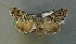  ( - AOC Lep 00791)  @13 [ ] Copyright (2014) Bavarian State Collection of Zoology (ZSM) Universidad de Murcia