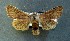  ( - AOC Lep 00802)  @14 [ ] Copyright (2014) Bavarian State Collection of Zoology (ZSM) Universidad de Murcia