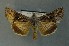  ( - AOC Lep 00805)  @13 [ ] Copyright (2014) Bavarian State Collection of Zoology (ZSM) Universidad de Murcia
