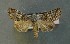  ( - AOC Lep 00806)  @13 [ ] Copyright (2014) Bavarian State Collection of Zoology (ZSM) Universidad de Murcia