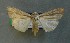  ( - AOC Lep 00809)  @13 [ ] Copyright (2014) Bavarian State Collection of Zoology (ZSM) Universidad de Murcia