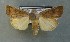  ( - AOC Lep 00812)  @14 [ ] Copyright (2014) Bavarian State Collection of Zoology (ZSM) Universidad de Murcia