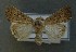  ( - AOC Lep 00815)  @13 [ ] Copyright (2014) Bavarian State Collection of Zoology (ZSM) Universidad de Murcia