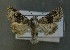  ( - AOC Lep 00818)  @14 [ ] Copyright (2014) Bavarian State Collection of Zoology (ZSM) Universidad de Murcia