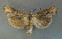 ( - AOC Lep 00821)  @14 [ ] Copyright (2014) Bavarian State Collection of Zoology (ZSM) Universidad de Murcia