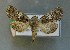  ( - AOC Lep 00822)  @14 [ ] Copyright (2014) Bavarian State Collection of Zoology (ZSM) Universidad de Murcia