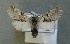  ( - AOC Lep 00823)  @12 [ ] Copyright (2014) Bavarian State Collection of Zoology (ZSM) Universidad de Murcia