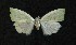  ( - AOC Lep 00832)  @12 [ ] Copyright (2014) Bavarian State Collection of Zoology (ZSM) Universidad de Murcia