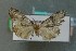 ( - AOC Lep 00835)  @13 [ ] Copyright (2014) Bavarian State Collection of Zoology (ZSM) Universidad de Murcia