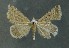  (Rhypagla - AOC Lep 00839)  @13 [ ] Copyright (2014) Bavarian State Collection of Zoology (ZSM) Universidad de Murcia