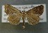  ( - AOC Lep 00841)  @11 [ ] Copyright (2014) Bavarian State Collection of Zoology (ZSM) Universidad de Murcia