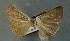  (Lygephila fonti - AOC Lep 00845)  @12 [ ] Copyright (2014) Bavarian State Collection of Zoology (ZSM) Universidad de Murcia
