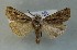  ( - AOC Lep 00853)  @13 [ ] Copyright (2014) Bavarian State Collection of Zoology (ZSM) Universidad de Murcia