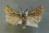  (Agrotis chretieni - AOC Lep 00854)  @14 [ ] Copyright (2014) Bavarian State Collection of Zoology (ZSM) Universidad de Murcia