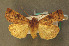  (Xestia sextrigata - AOC Lep 00940)  @12 [ ] Copyright (2014) Antonio S. Ortiz Universidad de Murcia