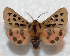  (Chelis maculosa - AOC Lep 01014)  @15 [ ] Copyright (2014) Antonio S. Ortiz Universidad de Murcia