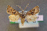  (Agrotis pierreti - AOC Lep 01034)  @14 [ ] Copyright (2014) Antonio S. Ortiz Universidad de Murcia