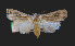  (Agrotis spinifera - AOC Lep 01035)  @13 [ ] Copyright (2014) Antonio S. Ortiz Universidad de Murcia
