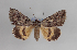  ( - AOC Lep 01123)  @14 [ ] Unspecified (default): All Rights Reserved (2014) Antonio S. Ortiz Universidad de Murcia