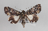  (Catephia alchymista - AOC Lep 01127)  @14 [ ] Unspecified (default): All Rights Reserved (2014) Antonio S. Ortiz Universidad de Murcia