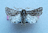  (Agrotis boeticus - AOC Lep 01432)  @11 [ ] Unspecified (default): All Rights Reserved  Unspecified Unspecified