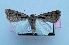  (Caradrina distigma - AOC Lep 01433)  @11 [ ] Unspecified (default): All Rights Reserved  Unspecified Unspecified