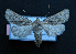  ( - AOC Lep 01440)  @11 [ ] Unspecified (default): All Rights Reserved  Unspecified Unspecified