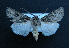  (Agrotis sabulosa - AOC Lep 01443)  @11 [ ] Unspecified (default): All Rights Reserved  Unspecified Unspecified