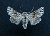  ( - AOC Lep 01506)  @11 [ ] Unspecified (default): All Rights Reserved  Unspecified Unspecified