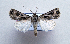  ( - AOC Lep 01521)  @11 [ ] Copyright (2020) Unspecified Unspecified