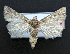  ( - AOC Lep 01522)  @11 [ ] Copyright (2020) Unspecified Unspecified