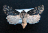  ( - AOC Lep 01524)  @11 [ ] Copyright (2020) Unspecified Unspecified