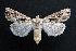  ( - AOC Lep 01525)  @11 [ ] Copyright (2020) Unspecified Unspecified