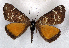  ( - AOC Lep 01528)  @11 [ ] Copyright (2020) Unspecified Unspecified
