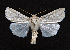  ( - AOC Lep 01529)  @11 [ ] Copyright (2020) Unspecified Unspecified