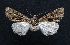  ( - AOC Lep 01574)  @11 [ ] Copyright (2020) Unspecified Unspecified