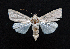  ( - AOC Lep 01594)  @11 [ ] Copyright (2020) Unspecified Unspecified